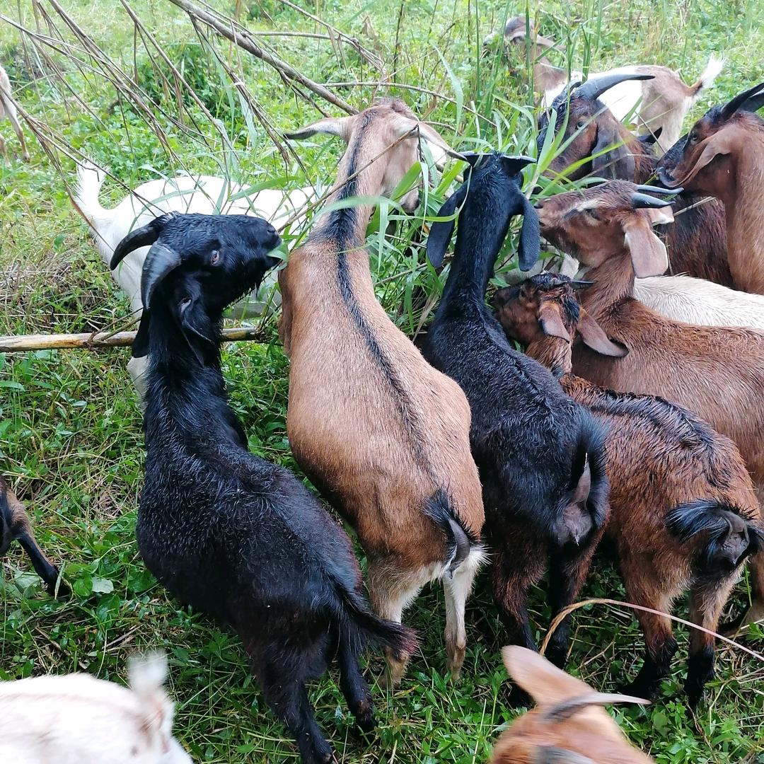 火娃养羊（三部落烤全羊农庄）