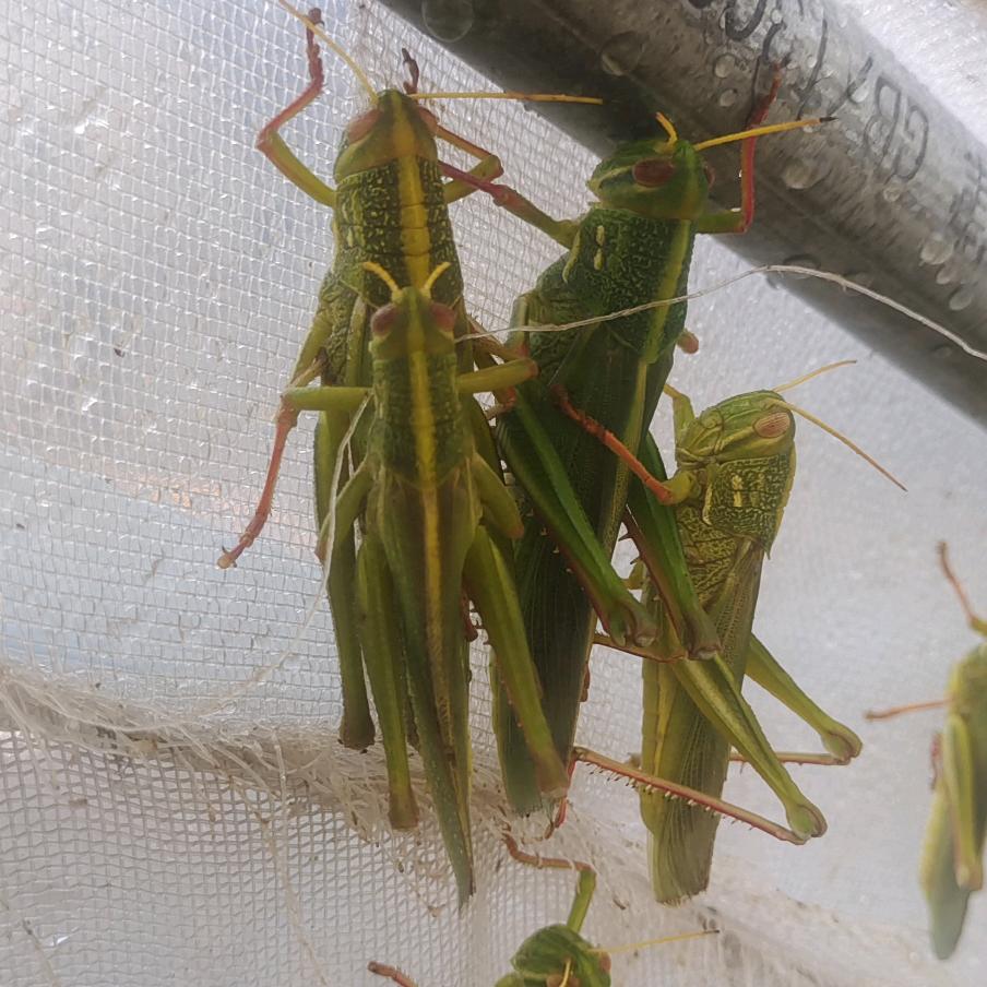 昆虫养殖（蹬到山）+垂钓基地