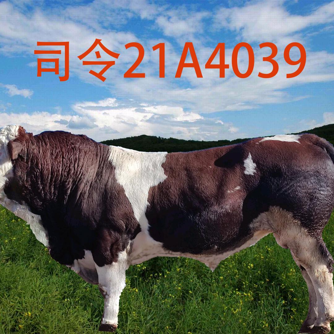 晓波  冻精直销