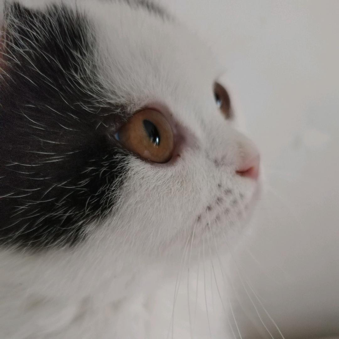 翔麻麻（快乐版）