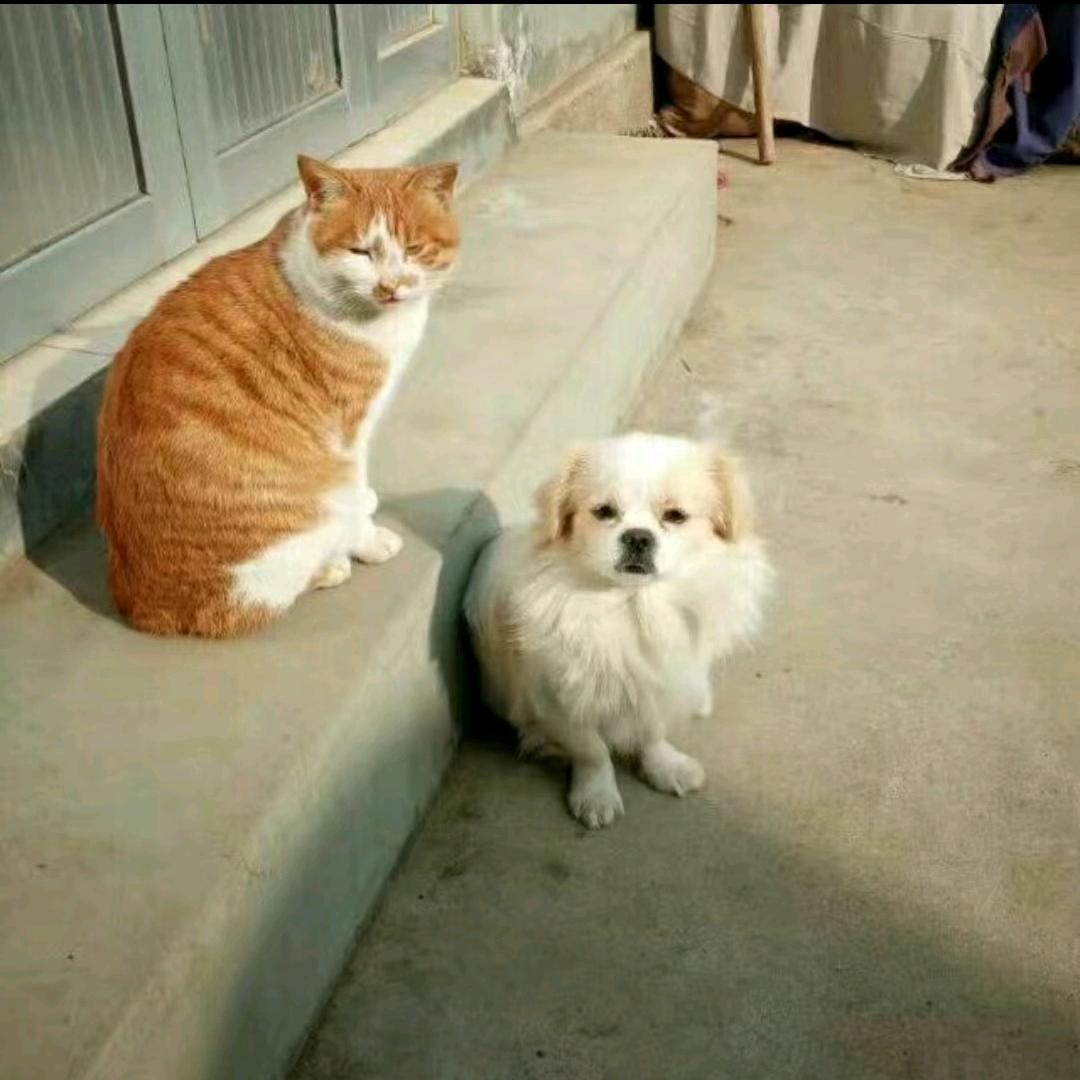 烟台观水自家果园