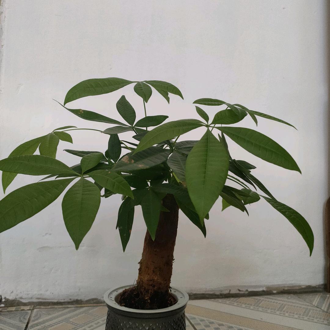 芳菲紫霞