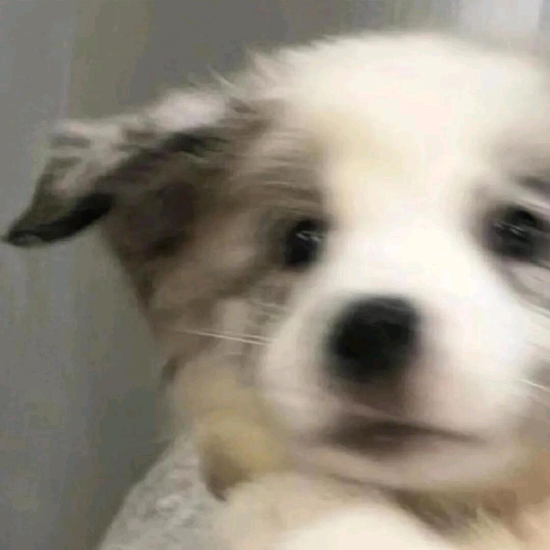 🐾