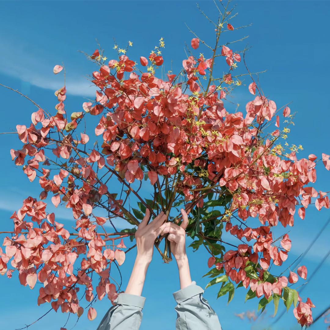 静听花开