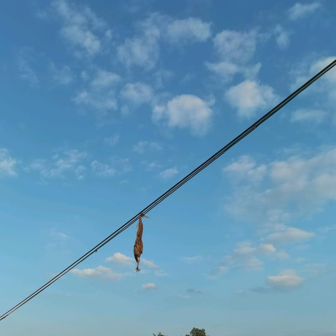 强力胶粘鼠板老鼠贴工厂