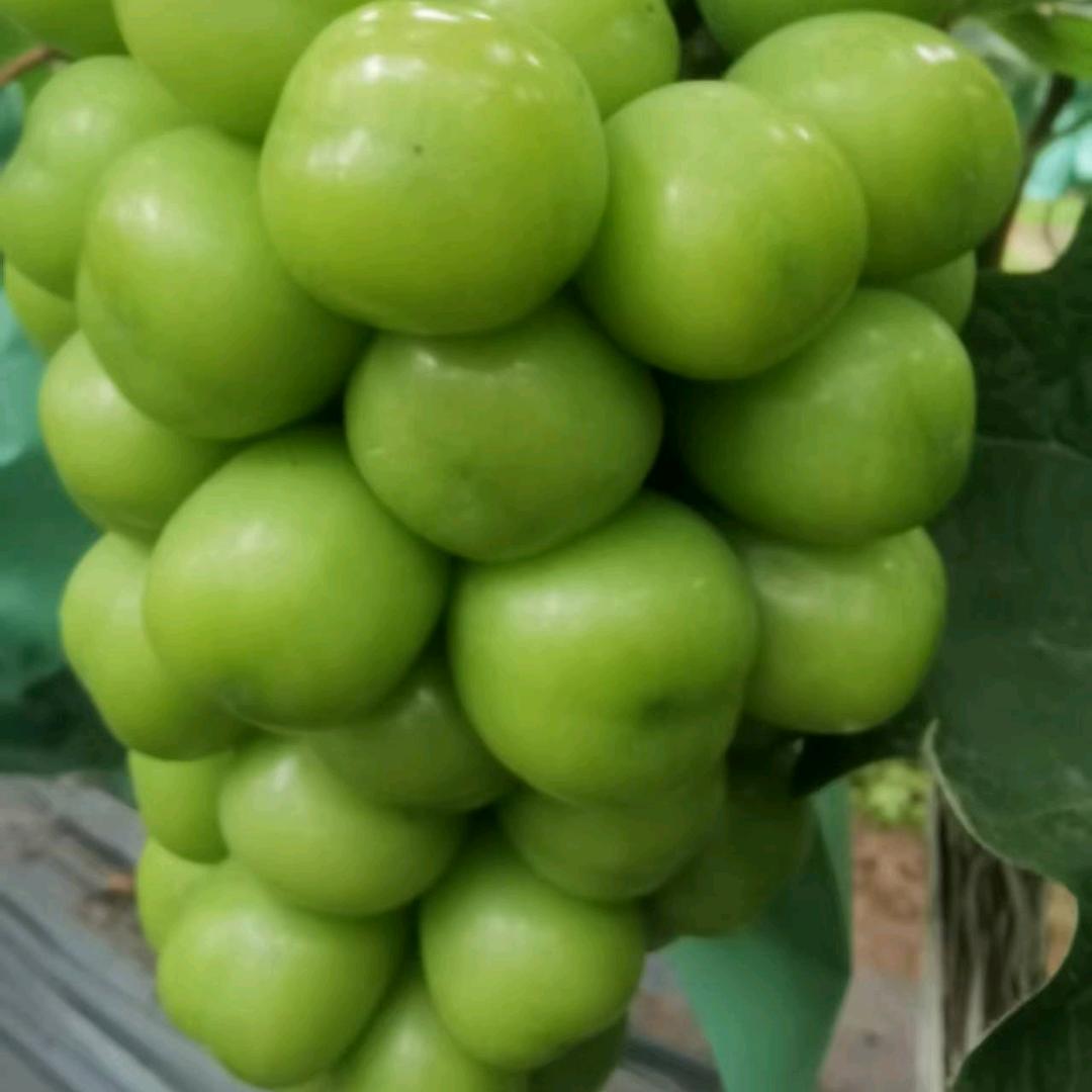 果佬农业科技（山东）