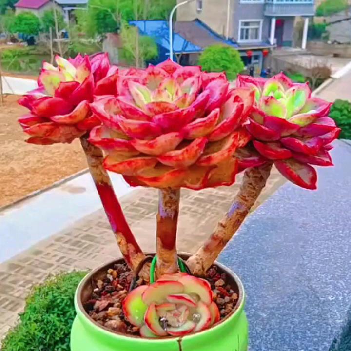 开🌺心🌹就🥀好🌻🐰🐰