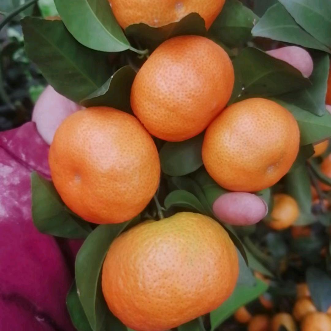 西林县沙糖桔代办  王