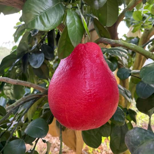 ღ᭄壮志在我胸