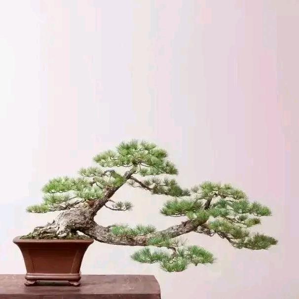 久长综艺盆景