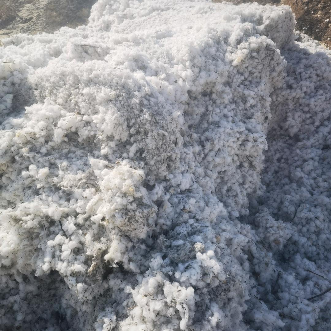 收购落地棉地块  出售优质机采落地棉花