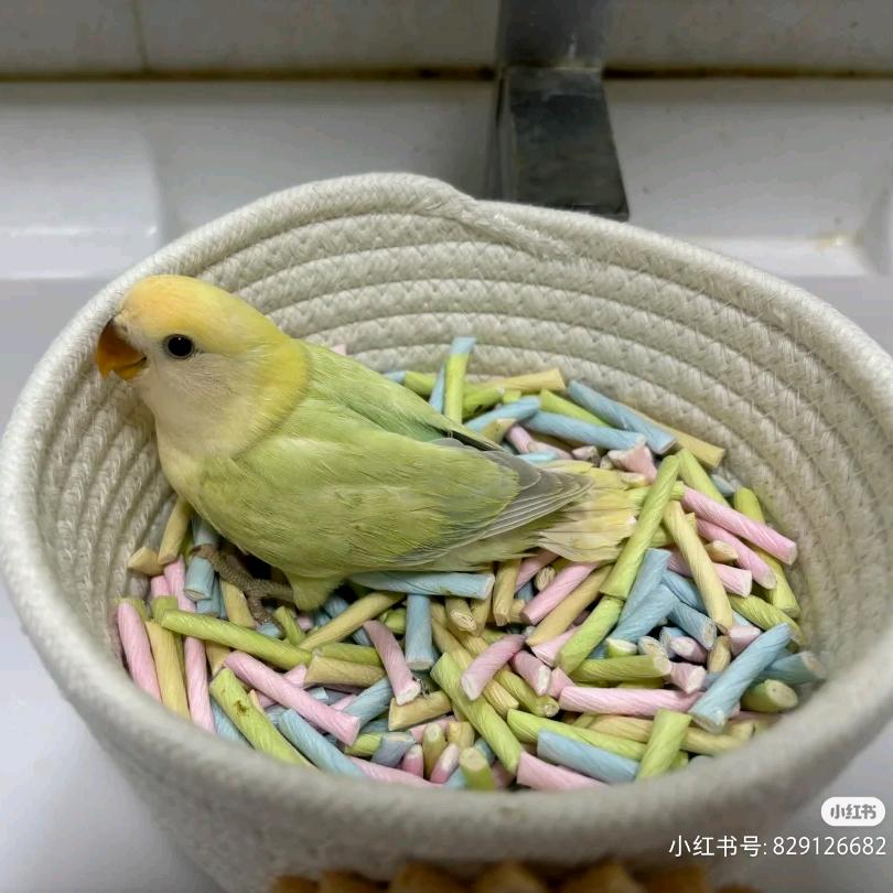 Labubu