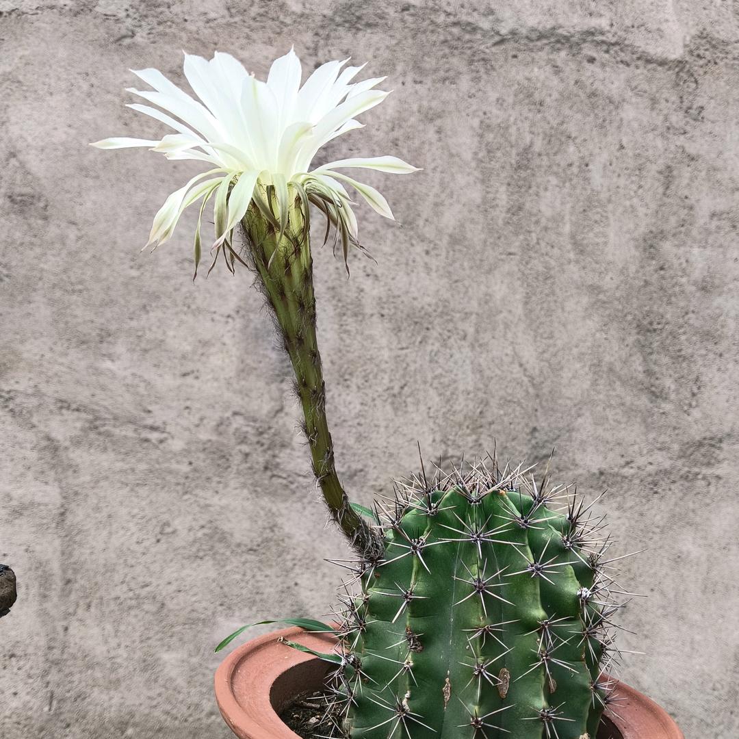 ༺硕宝༂妈咪༻