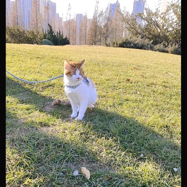 才小溪