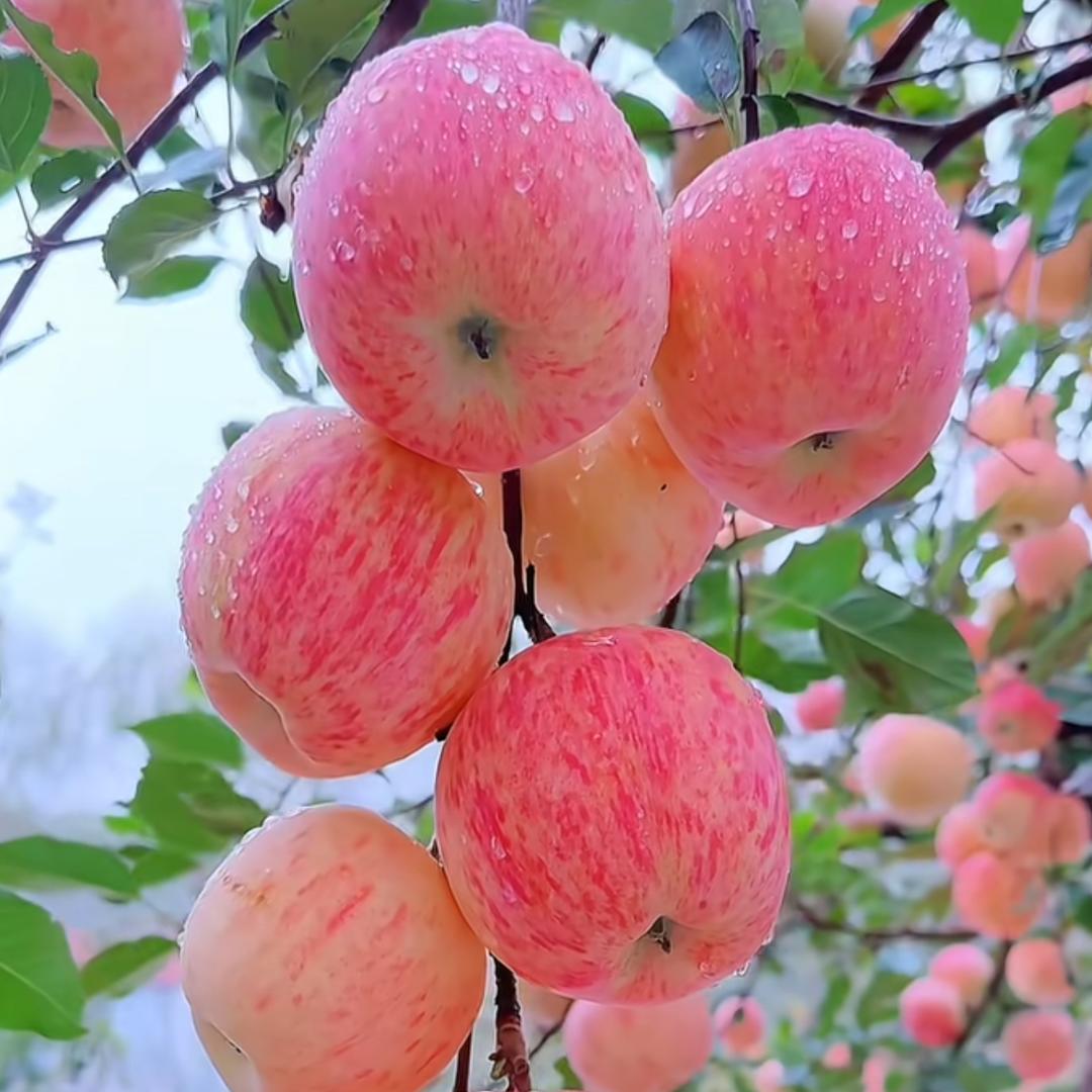 花仙子