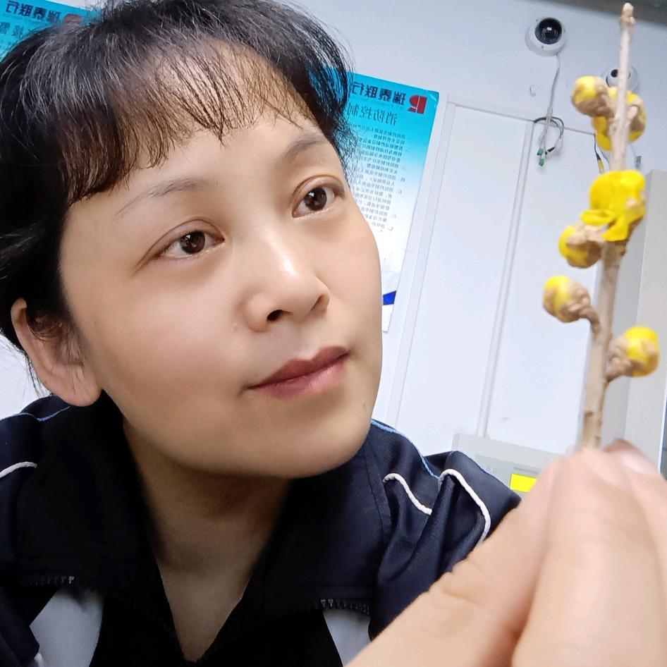 李朝