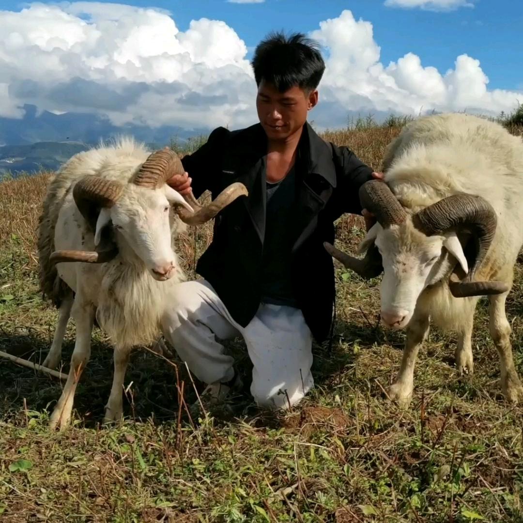 凉山阿吉