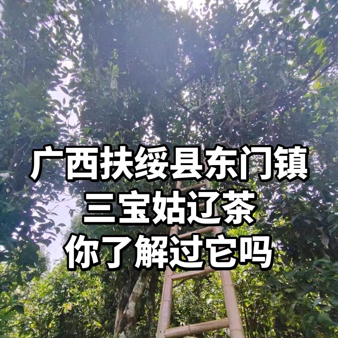 清朝贡茶姑辽茶