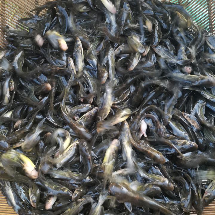 莎莎鱼苗养殖基地