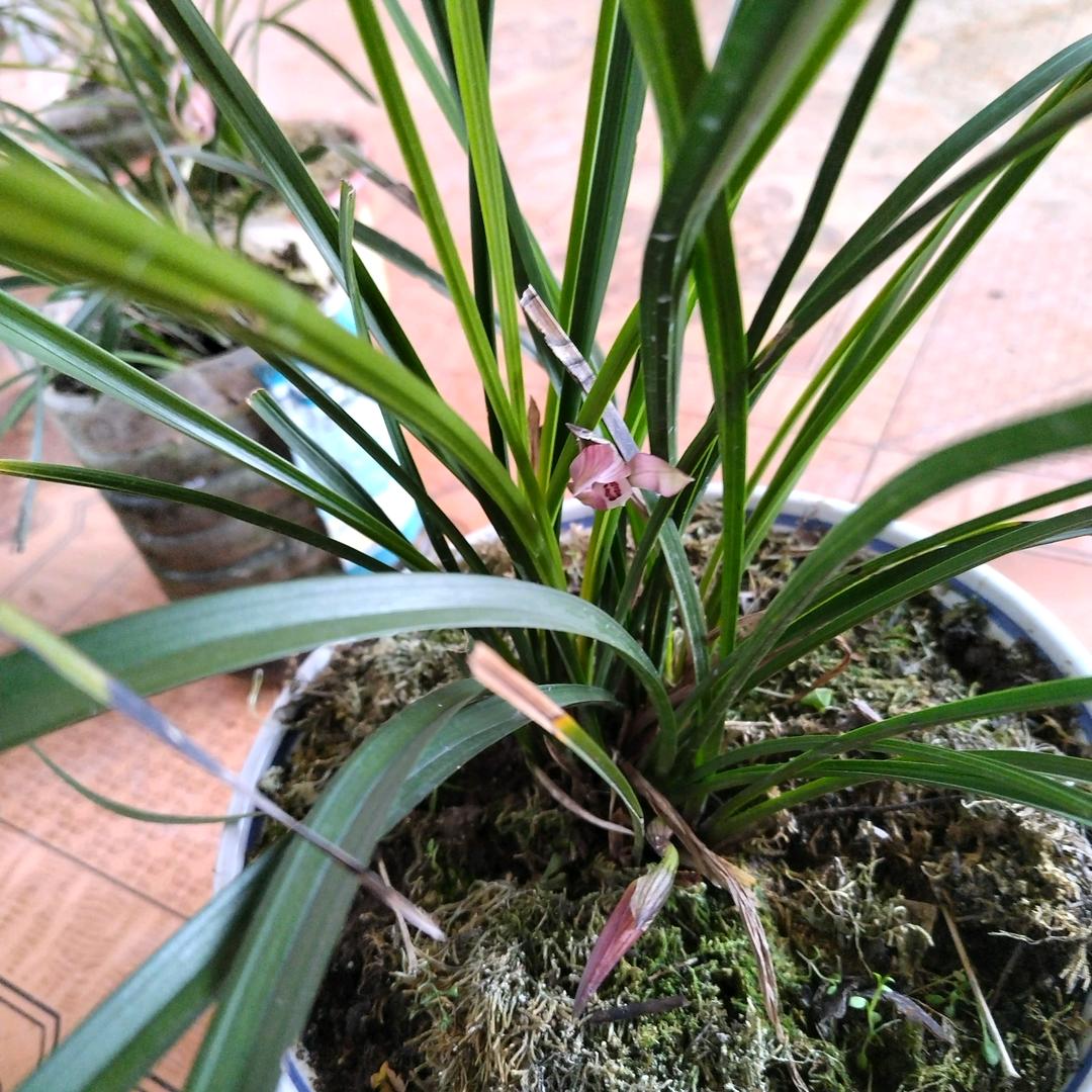 梦想成真