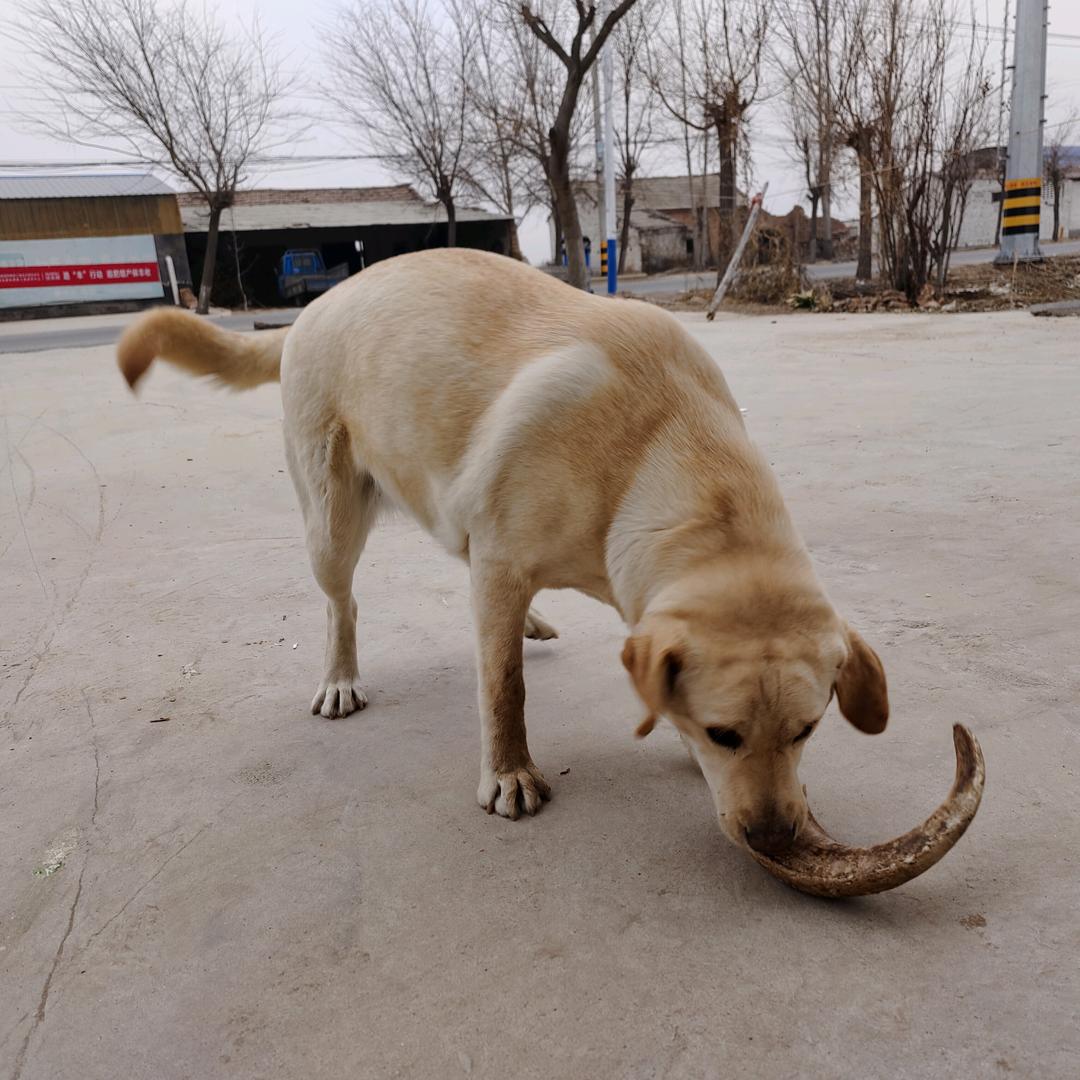 Lll橘子味的太空人