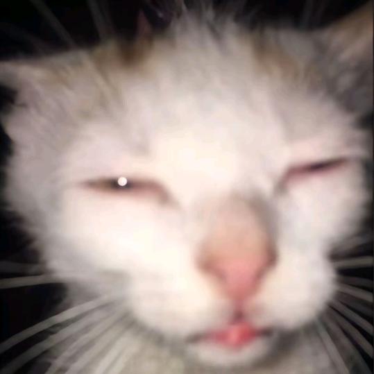 二狗