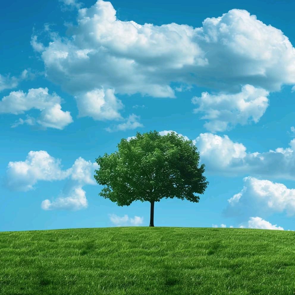 微微小树（蛋蛋租赁）