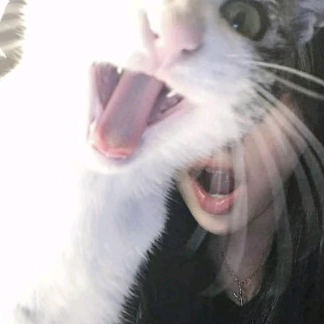 我的小猫说叽里咕噜小画家喵喵喵