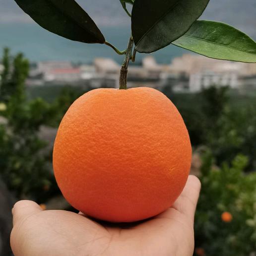 大凉山🍊雷波🍊脐橙🍊