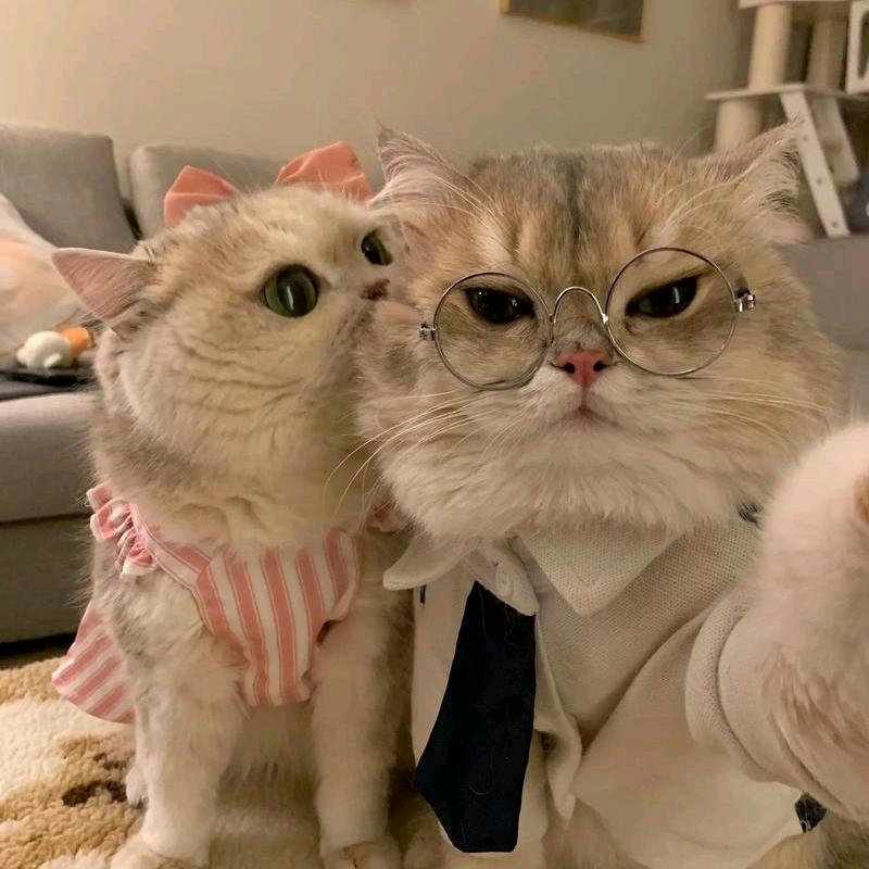 猫猫咯