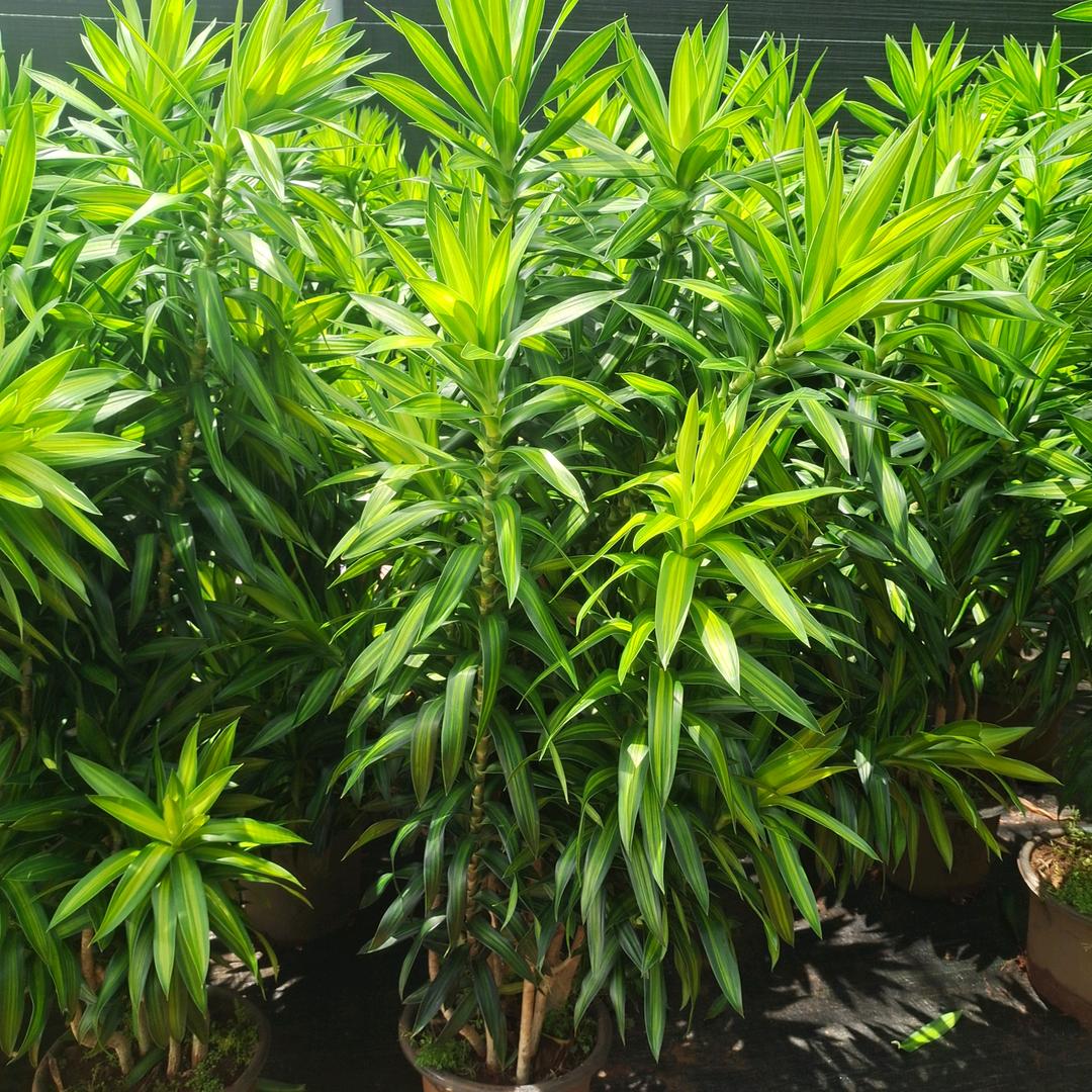 芳华园艺－阿腾