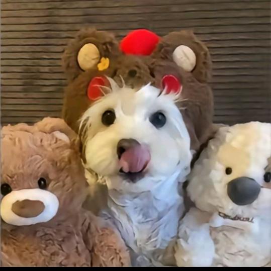 🍒不发脾气只发财