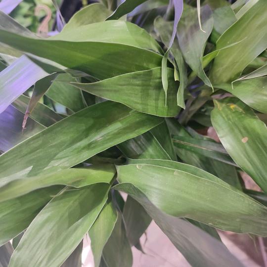 鸿运当头