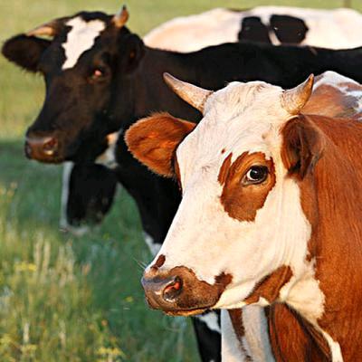 零零后晓飞养殖