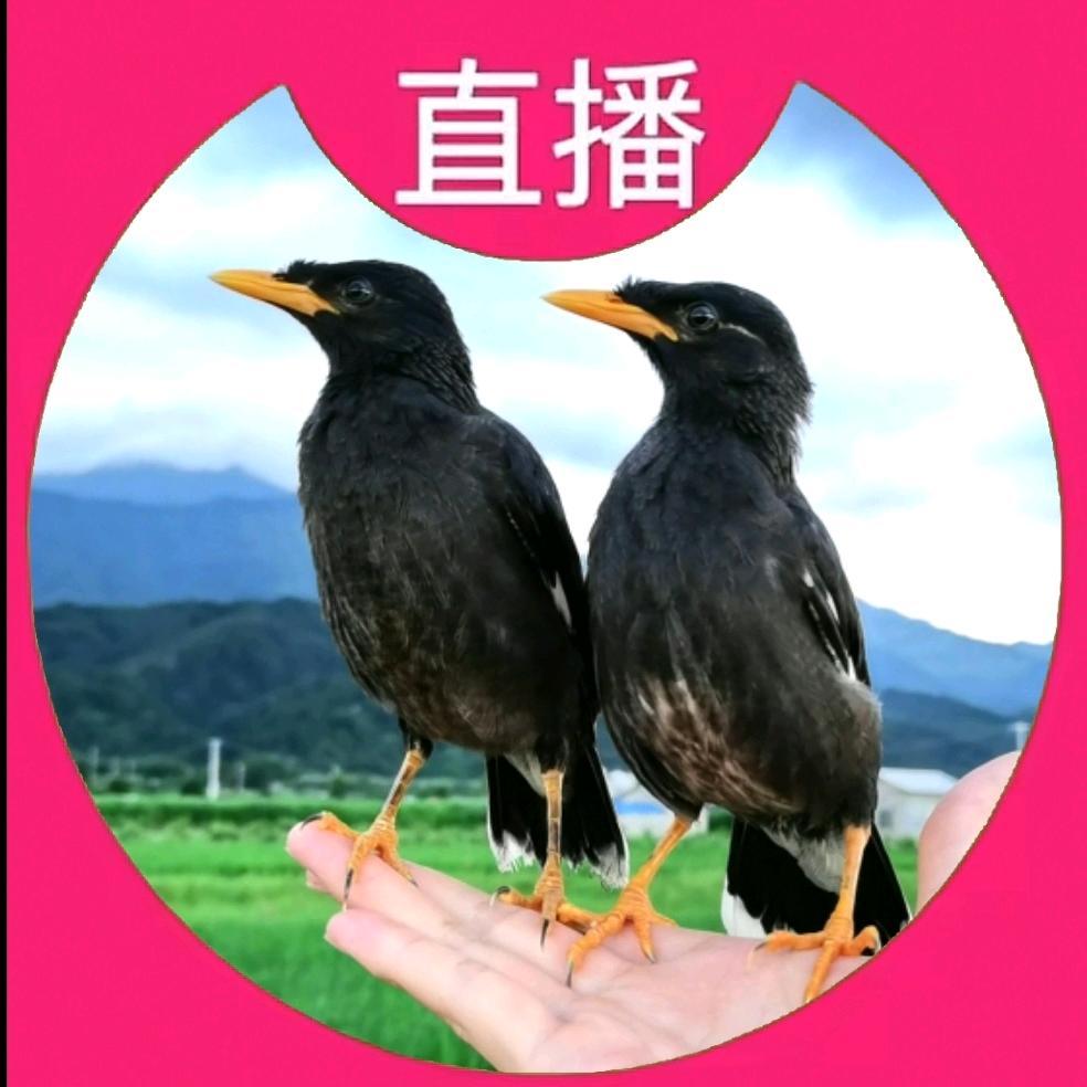 家有萌宠【小八哥】