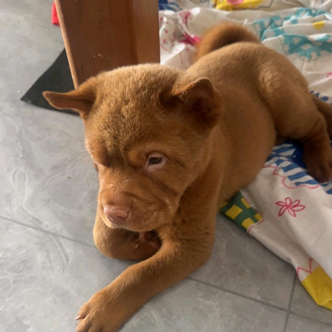 家有田园犬