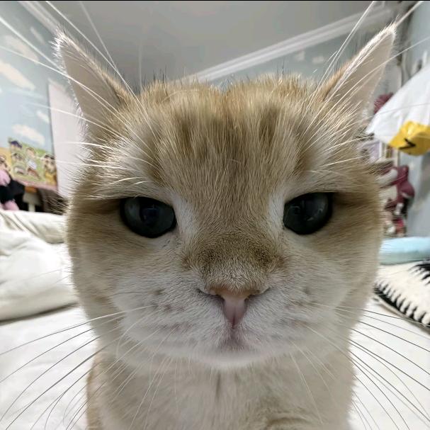 小卿