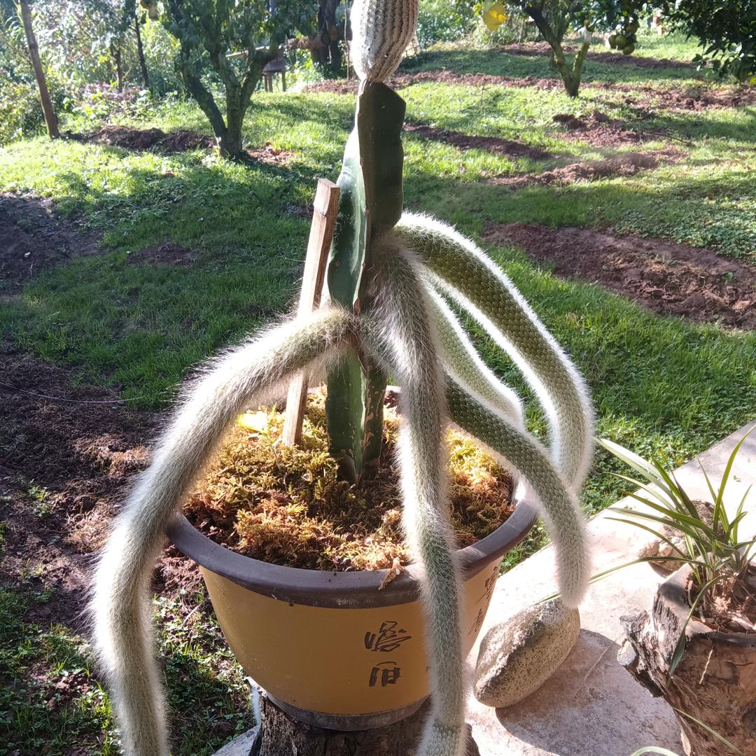 赣南脐橙正甜果品～果园直供