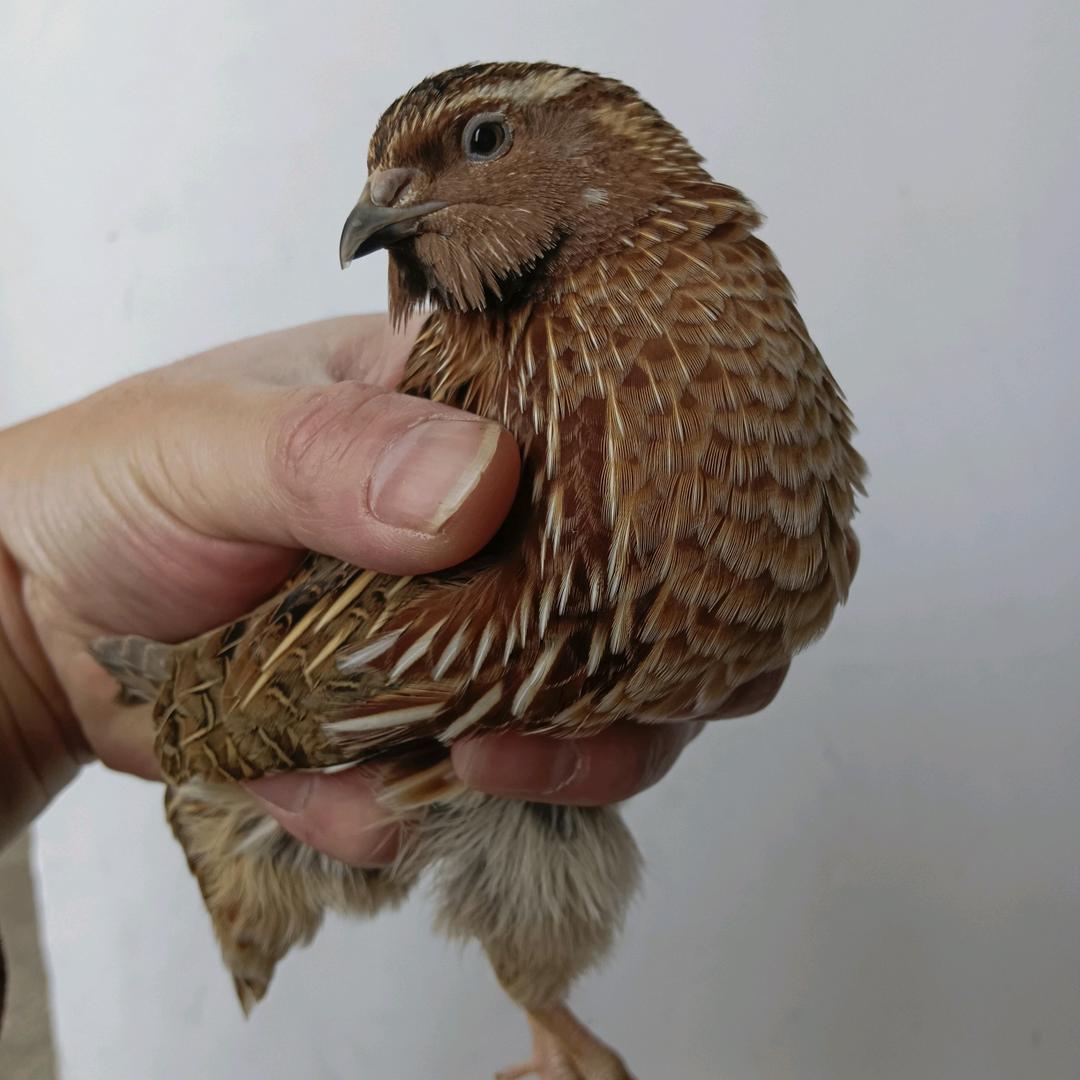 夏邑天羽斗鹌鹑孵化基地