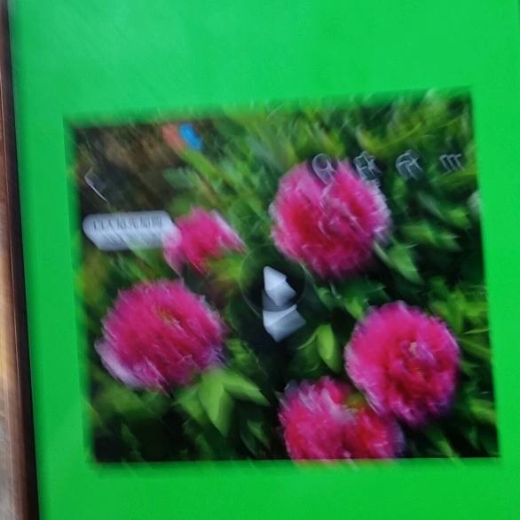 牡丹