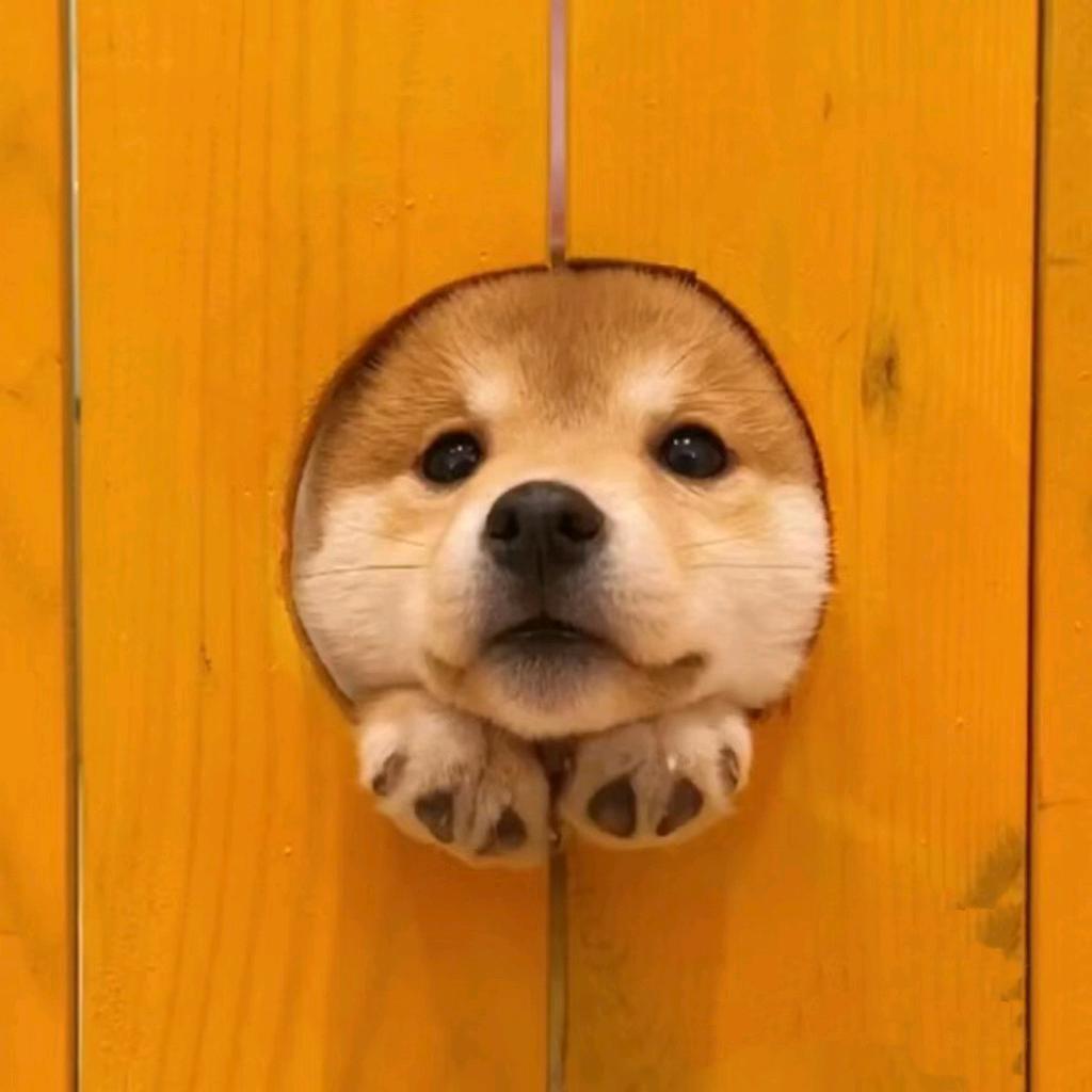 狗不理。
