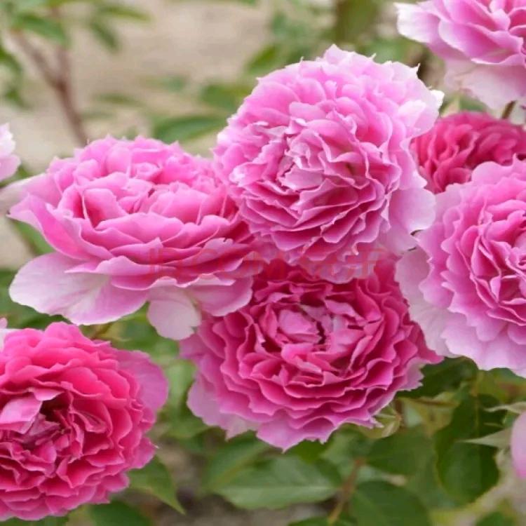 好🍎。一生健康