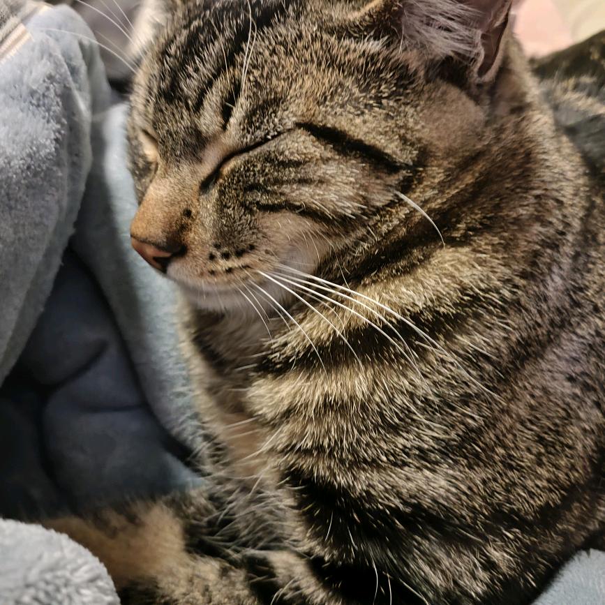 墨泣（三角洲行动）