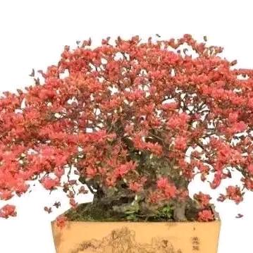 仙