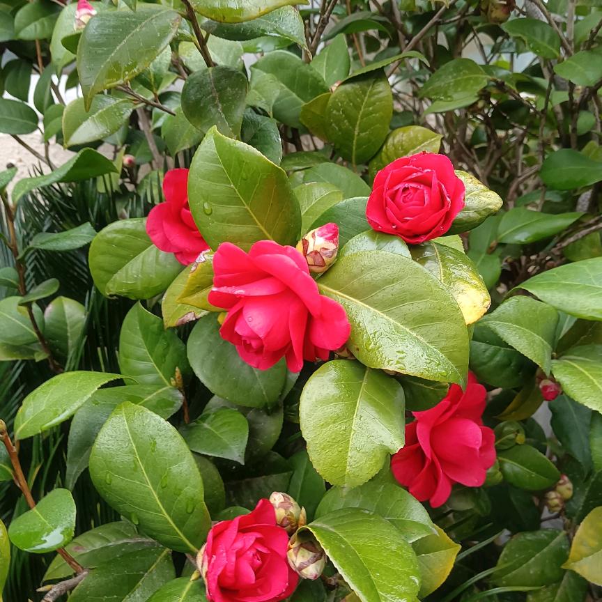 无名的小草