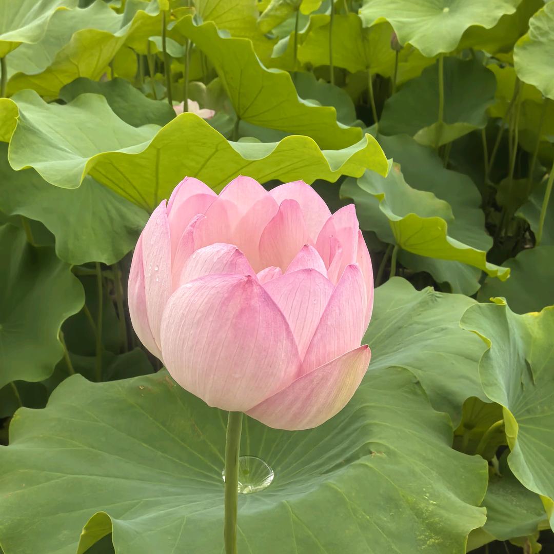 惠