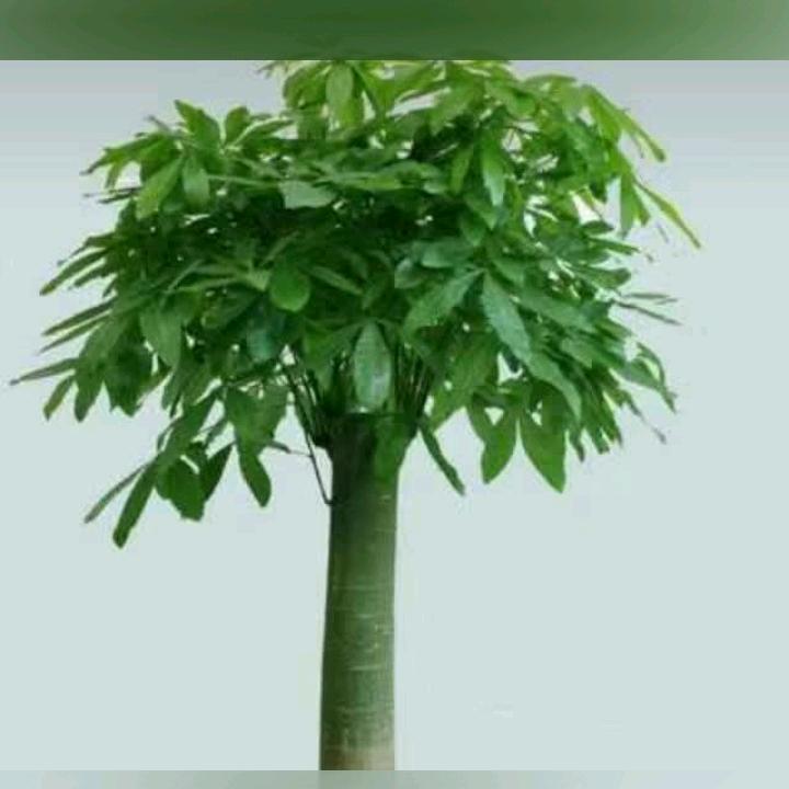俊～俊～