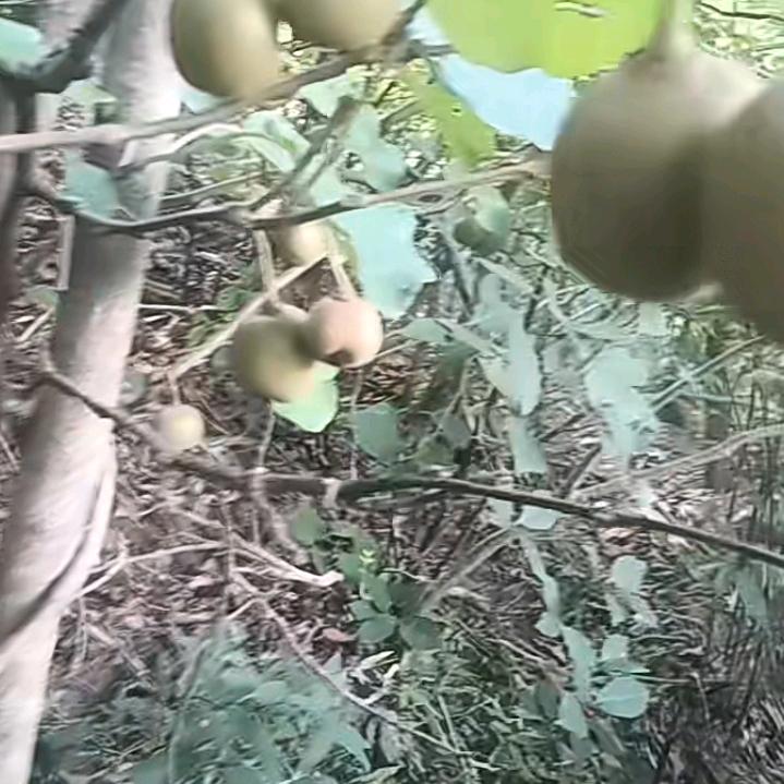 天悦
