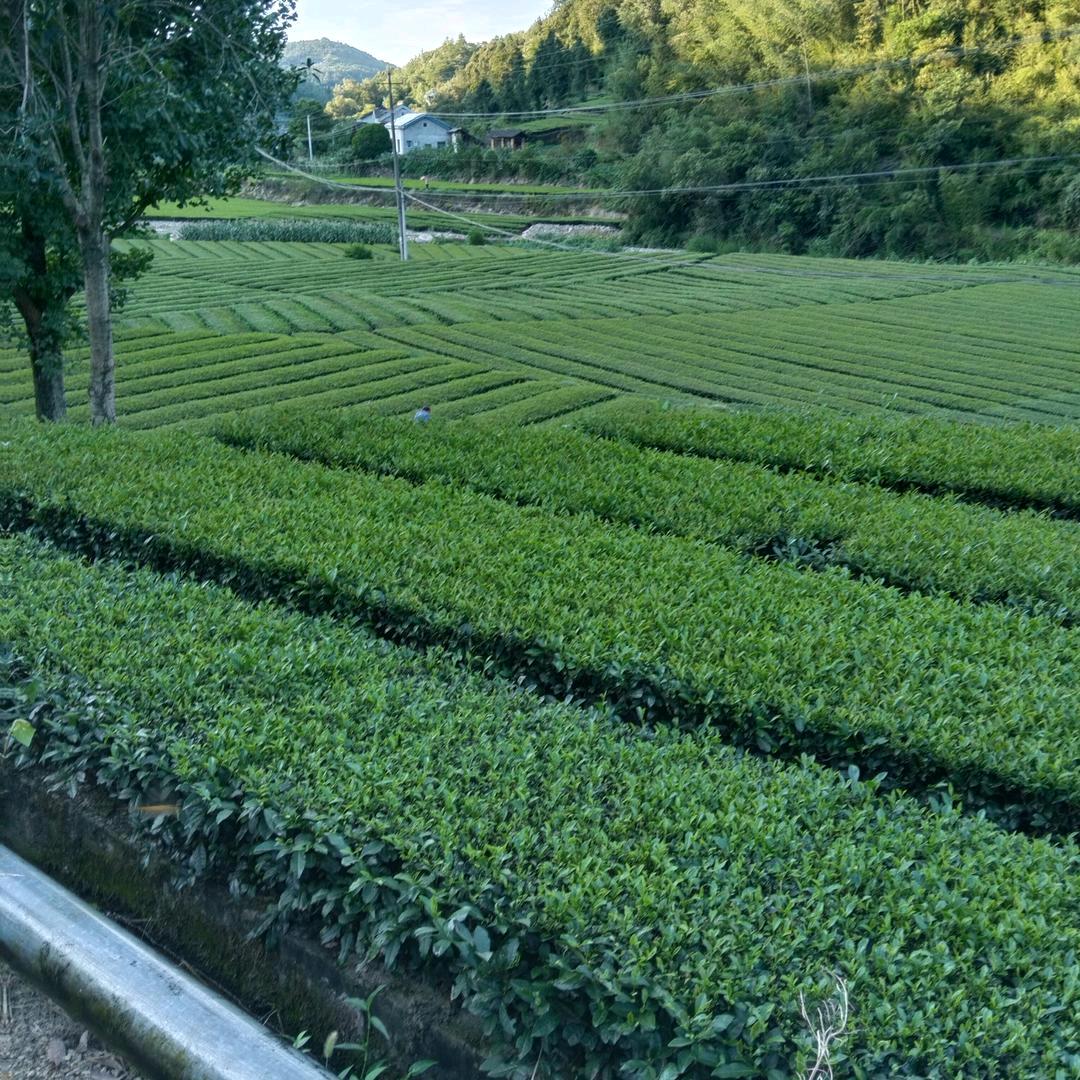 菊花茶【高山茶叶)