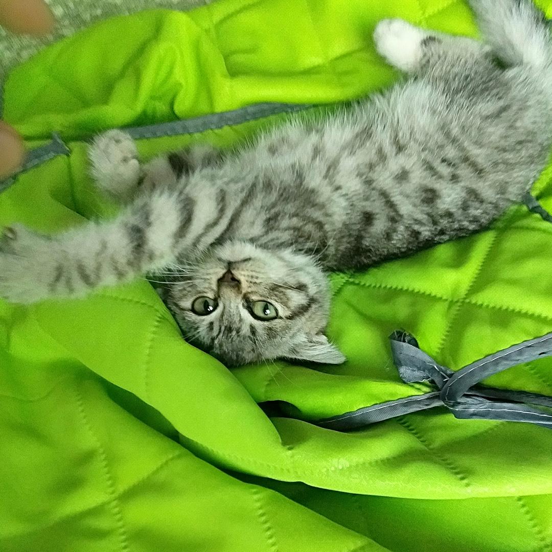 卡万     (*๓´╰╯`๓)♡